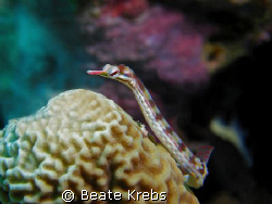 Pipefish taken with my Canon S70 with CloseUp Lens by Beate Krebs 